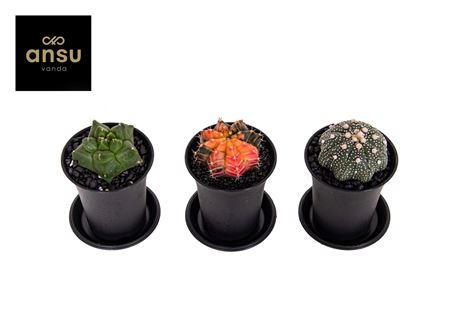 Cactus Mix Exclusive