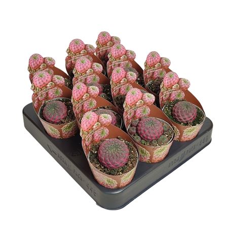Sulcorebutia Rauschii Violacidermis Potcover