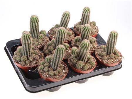 Chamaelobivia Paolina