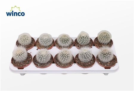 Neoporteria Senillis