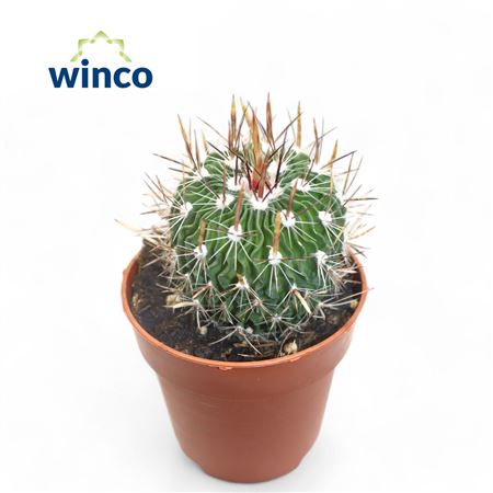 Echinofossulocactus Multicostatus