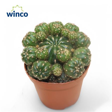 Матукана Пользий