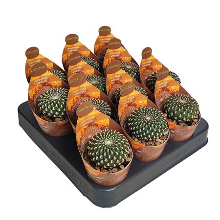 Sulcorebutia Arenacea Potcover