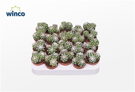 Echinopsis Subdenudata (group)