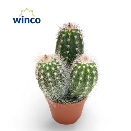 Thrixanthocereus Blossfeldiorum
