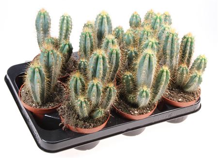 Pilosocereus Azureus