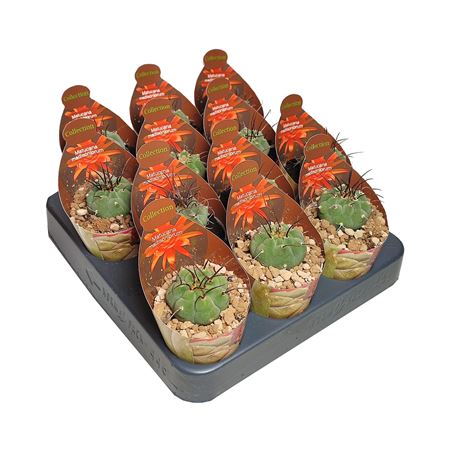 Matucana Madisoniorum Potcover