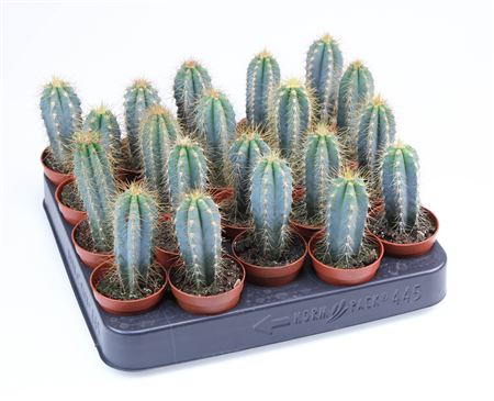 Pilosocereus Azureus