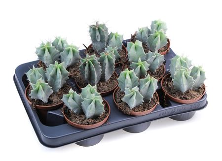 Lemaireocereus Pruinosus