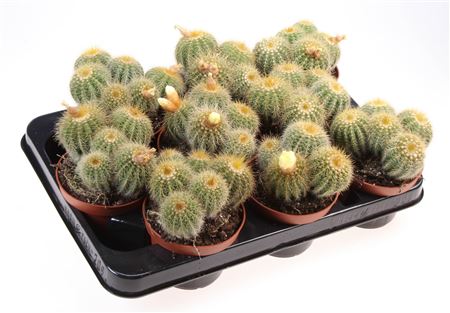 Notocactus Magnificus