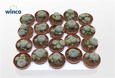 Lophophora Williamsii (old Plants)