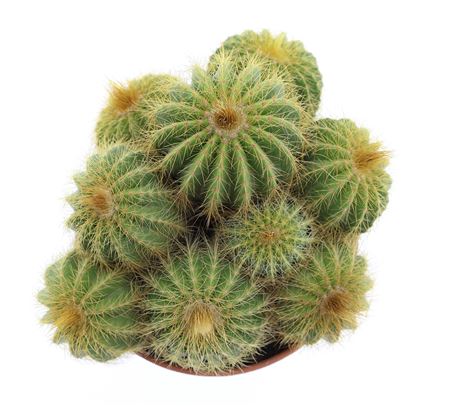 Notocactus Warassi