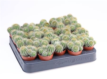 Eriocactus Magnificus