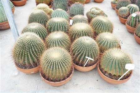 Ferocactus