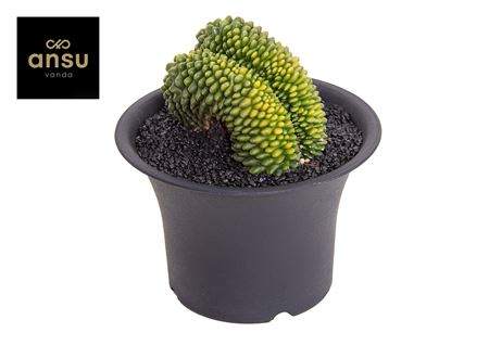 Gymno Cactus Spineless Xxxl