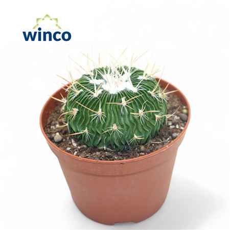 Echinofossulocactus Multicostatus