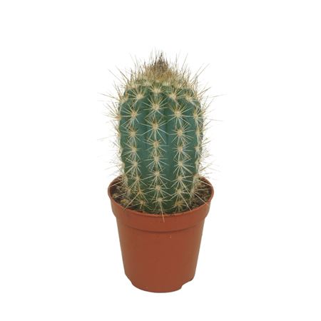 Pilosocereus Braunii