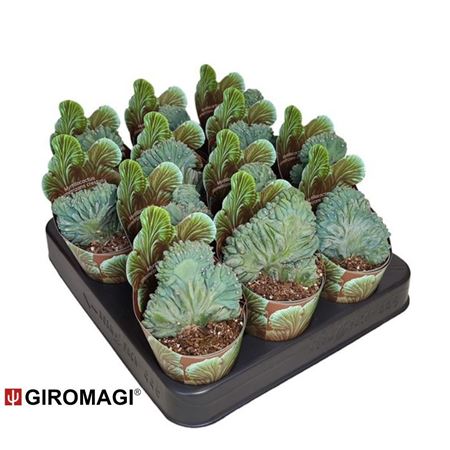 Myrtillocactus Geometrizans Crestato Potcover