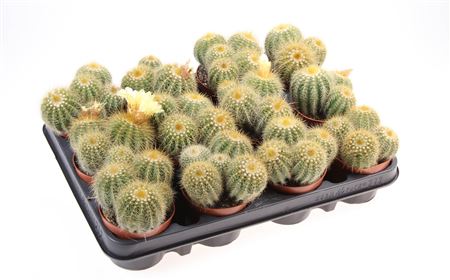 Notocactus Magnificus