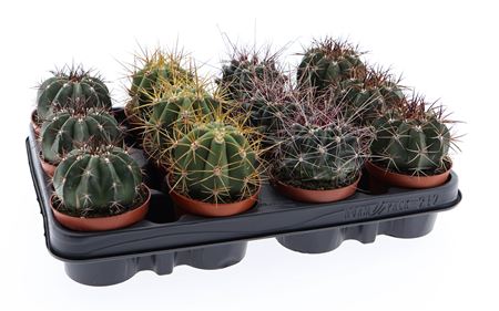 Ferocactus Mix