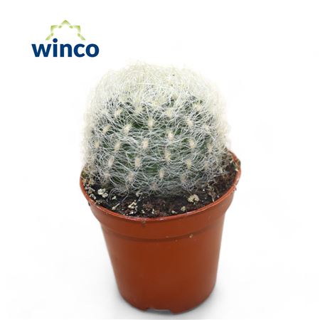 Neoporteria Senillis