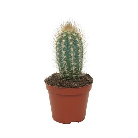 Pilosocereus Braunii