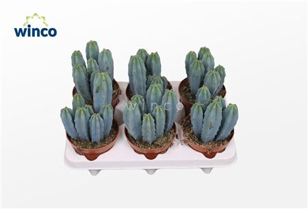 Myrtillocactus Geometrizans