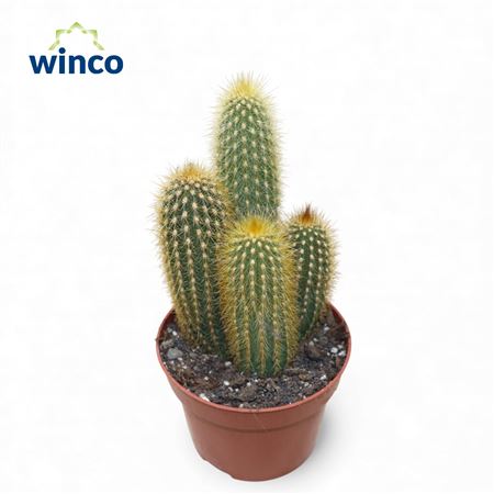 Ватрикания Гюнтери