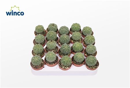 Матукана Мадисориун