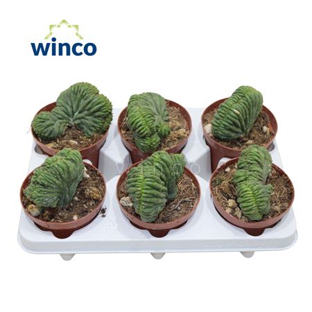 Трихоцереус Кристата