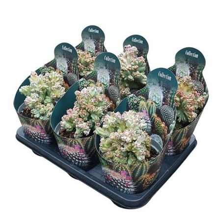 Myrtillocactus Geometrizans Crestato