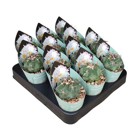 Thelocactus Hexaedrophorus Collection
