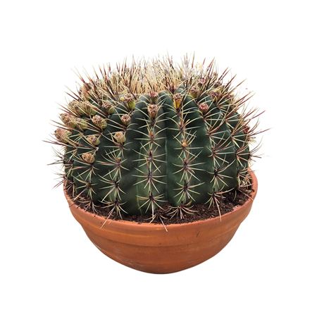 Ferocactus Histrix