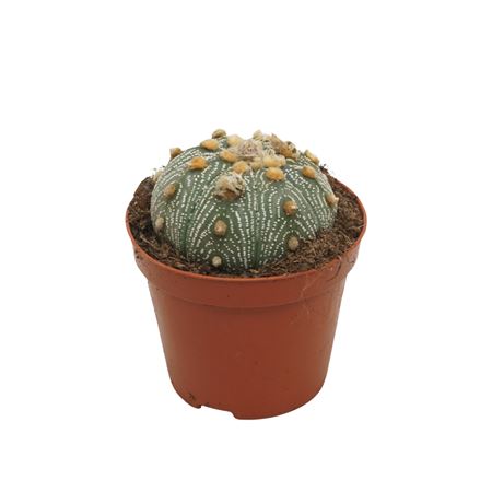 Astrophytum Asterias