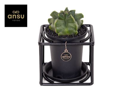 Astrophytum Myriostigma In Design Frame