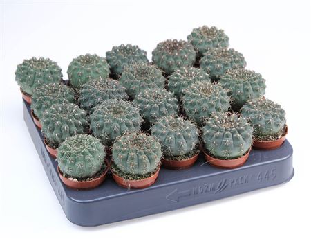 Gymnocalycium Quehlianum