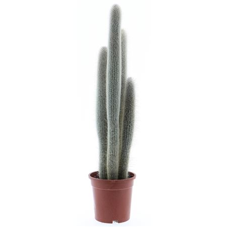 Austrocephalocereus Dybowskii