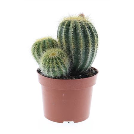 Eriocactus Magnificus