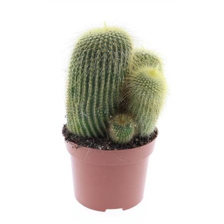 Eriocactus Leninghausii
