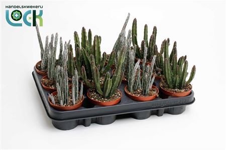 Stapelia Mix.