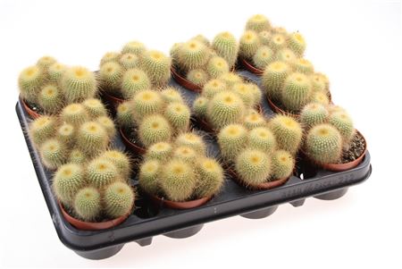 Notocactus Leninghausii
