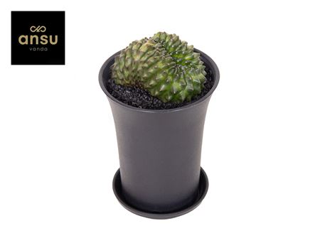 Gymno Cactus 'spineless' Bridge