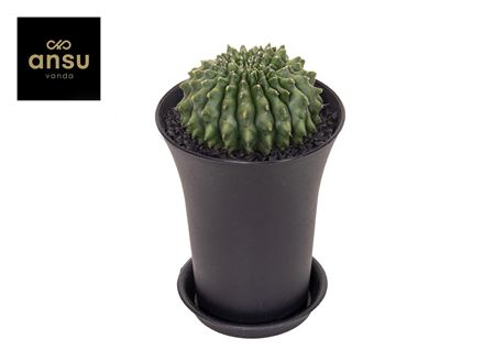 Gymno Cactus Spineless Worm