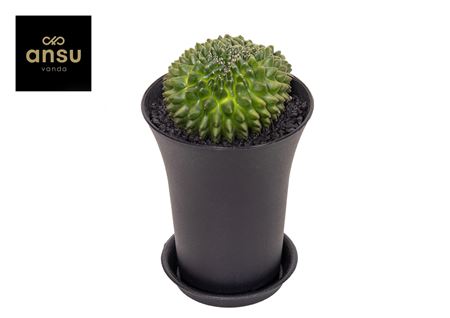 Gymno Cactus Spineless Xxl