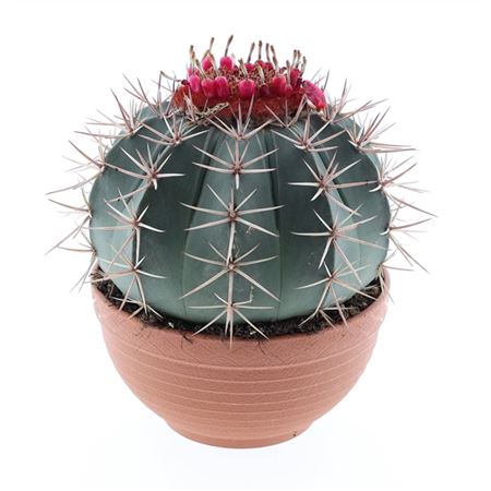 Melocactus Bahienis
