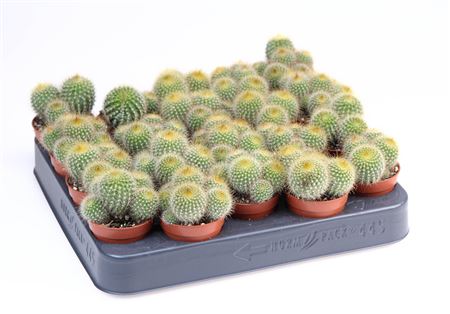 Eriocactus Leninghausii