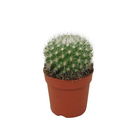 Parodia Penicillata