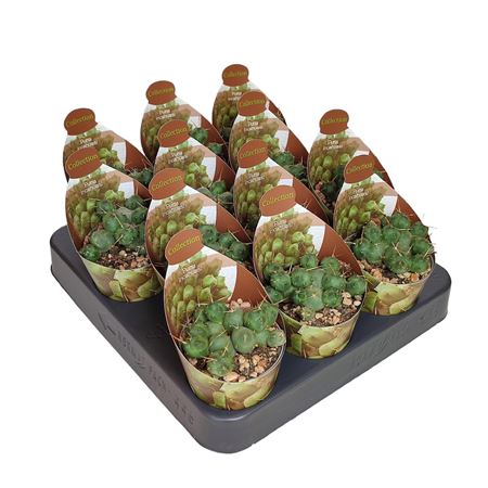 Puna Incahuasi Potcover