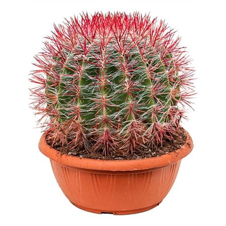Ferocactus Stainesii