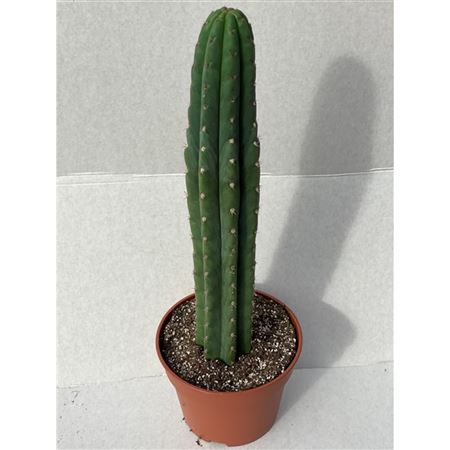 Echinopsis Pachanoi